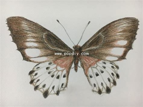 蝴蝶的简单绘画教程 蝴蝶的插画绘画步骤 漂亮蝴蝶的绘画线稿和上色教程[ 图片/10P ] - 才艺君