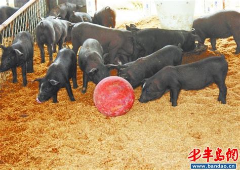 猪类养殖方案_深圳比利美英伟营养饲料有限公司