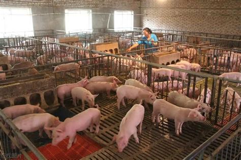 猪价持续回暖 新一轮“猪周期”窗口已至？-河北畜牧网|畜牧业信息分享平台