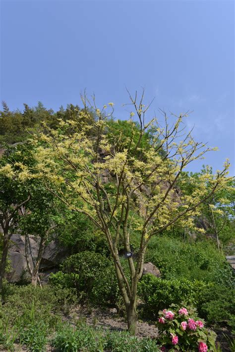 金枝国槐Sophora japonica ‘Golden Stem’-花卉图片网