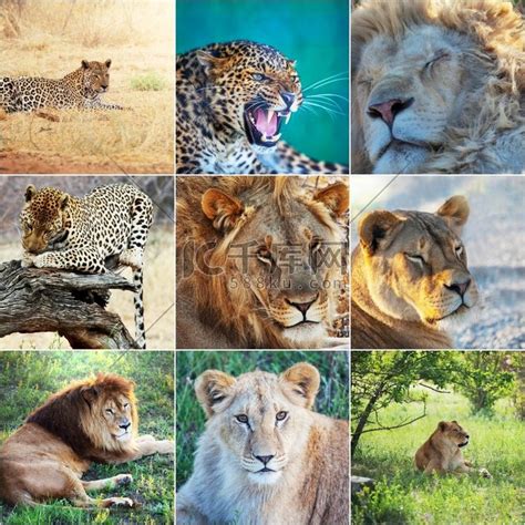 野生狮子和豹子集合狮子狮虎兽高清摄影大图-千库网