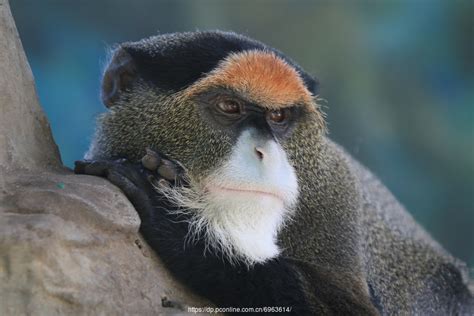 黑长尾猴Chlorocebuspygerythrus原产于非洲的Cercopithecidae家族的旧世界猴子高清图片下载-正版图片 ...