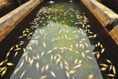 鱼塘疑遭投毒大量鱼死亡 百余村民捞死鱼食用|投毒|死鱼|鱼塘_新浪新闻
