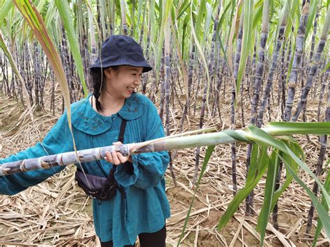 来中国砍甘蔗的越南人 ｜纪实摄影