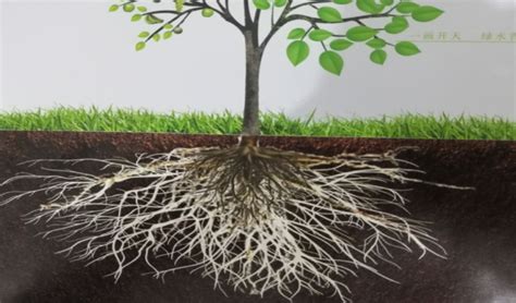 植物是如何通过根系和叶片吸收养分？根系如何吸收养分的|养分|根系|植物_新浪新闻