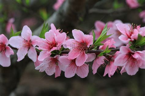 春天粉色盛开的桃花高清图片下载_红动网