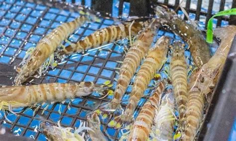 对虾属淡水虾还是海水虾，和基围虾有什么区别 - 农敢网