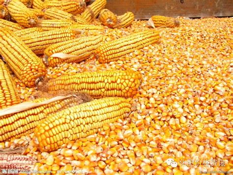 2020玉米多少钱一吨？全国玉米价格普遍上涨！ - 惠农网