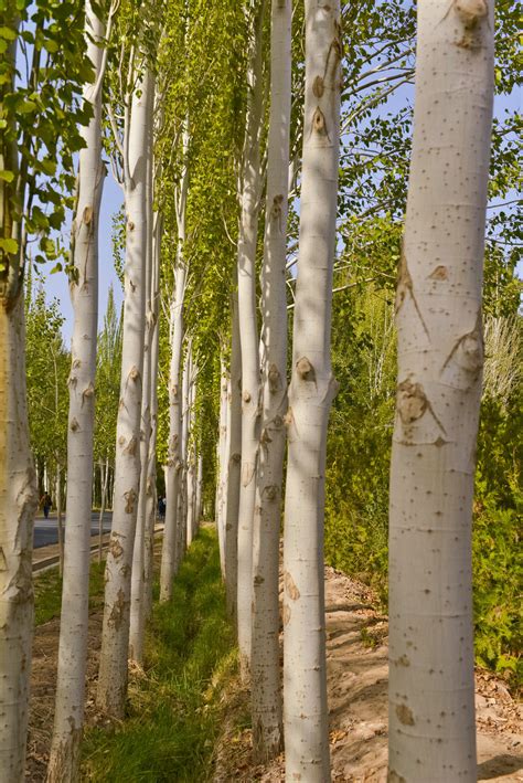 白杨树价格多少钱一棵？白杨树种植方法和注意事项-花木行情-中国花木网