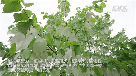 四姑娘山发现独叶草 属国家一级濒危珍稀保护植物_图片_中国小康网