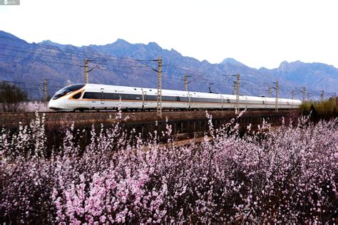 京呼高铁复兴号列车飞越花海美景如画 春意盎然