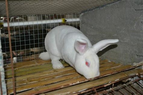 山东獭兔肉兔养殖场