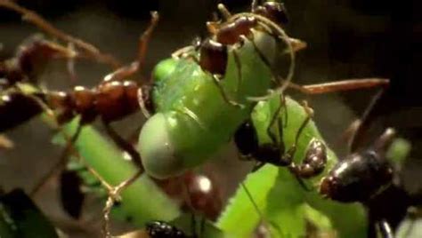 行军蚁大军搬迁 螳螂趁机捕食落单蚂蚁 结果_腾讯视频