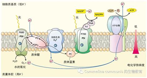 高中生物新教材深度解读(十七) NADPH为C3还原提供能量