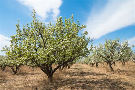 什么时间种植梨树种子比较好-绿宝园林网