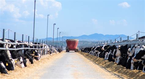 宁夏瑞丰源奶牛养殖场恢复生产-宁夏新闻网