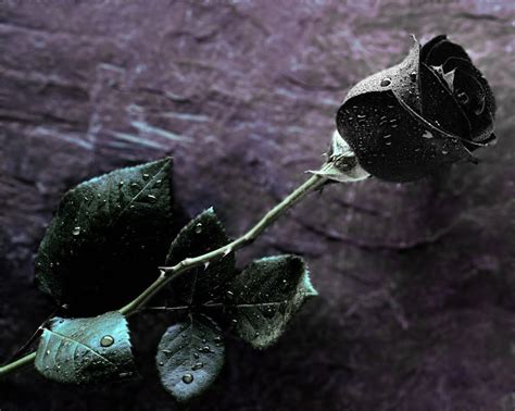 这座小镇开出罕见黑玫瑰，象征死亡却万元一朵，如今面临绝种命运__凤凰网