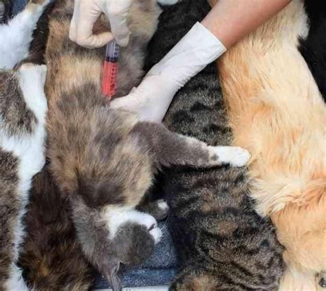 文学院初心志愿者协会事务部开展喂养流浪猫活动-济南大学文学院
