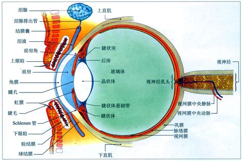 眼部结构图图片