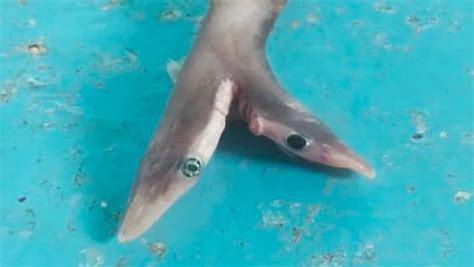 开屏新闻-渔民捕获刚出生双头鲨鱼，专家：非常罕见！