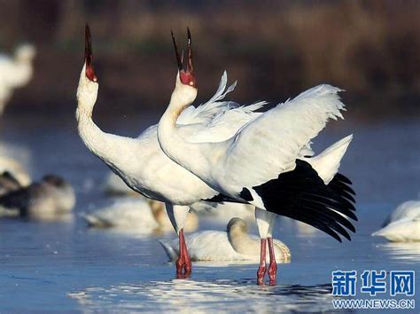 白鹤大人图片
