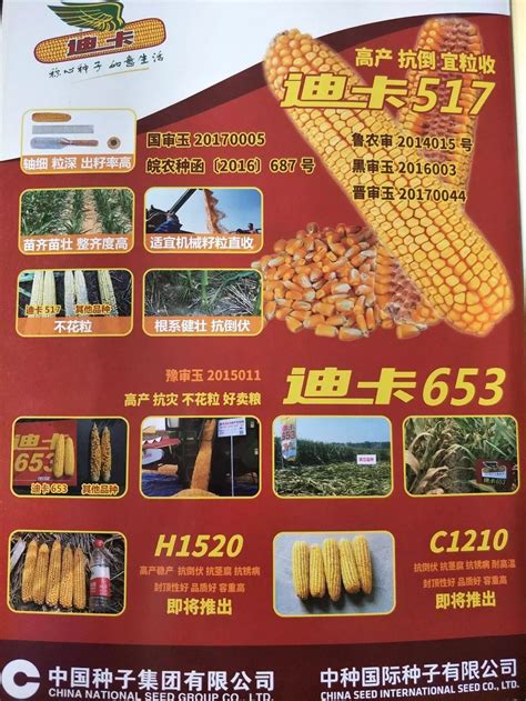 沈农大l570玉米品种,农大l570,宏硕237玉米品种_大山谷图库
