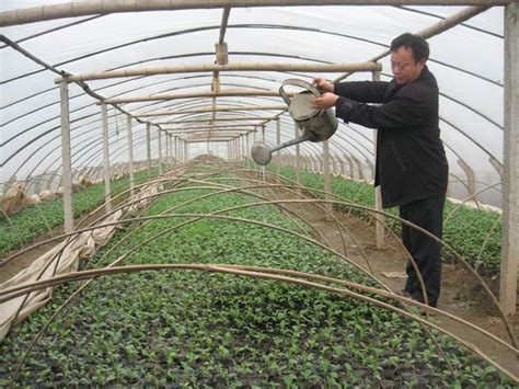 安徽皖河农场蔬菜产业成高效农业新亮点 - 安徽农垦信息网 - 垦区要闻 - 垦区要闻