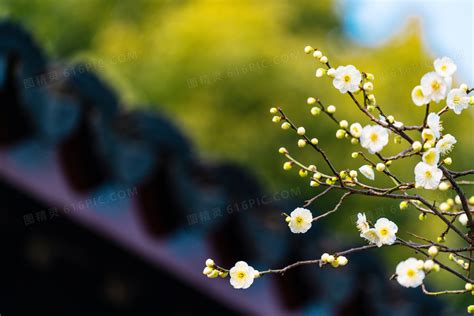 枝头上的花苞和白色梅花摄影jpg图片免费下载_编号153hlrp9z_图精灵
