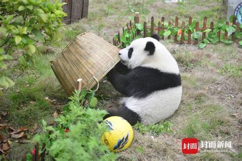 敌我不分、球员逃跑 大熊猫“世界杯”关键词只有“萌” - 封面新闻