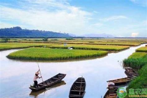 剑阁县：实施“鱼米之乡”项目，2.1万亩稻鱼获丰收-广元市剑阁县人民政府