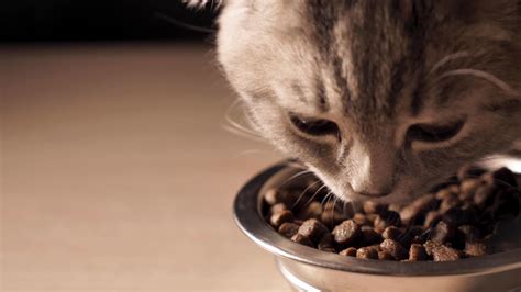 小猫和一碗猫粮高清图片下载-正版图片502656441-摄图网