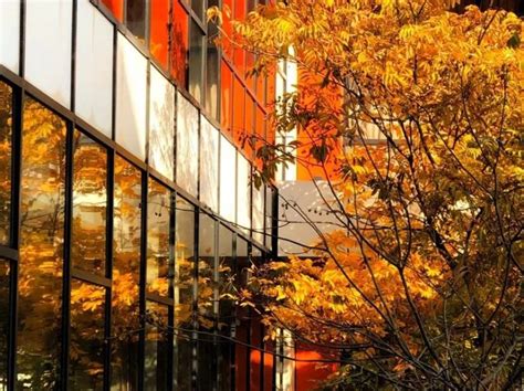 秋天的武汉理工大学校园：五彩斑斓，挺漂亮的（多图）…|摄影_新浪新闻