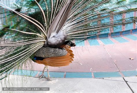 孔雀开屏背面,鸟类,动物摄影,摄影素材,汇图网www.huitu.com