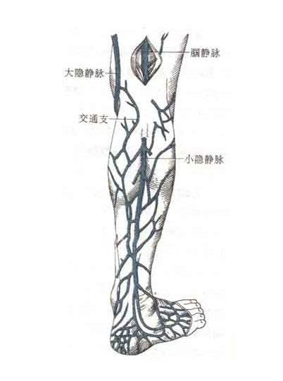 小隐静脉解剖图图片