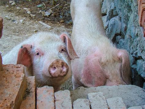 养猪场养猪业的幼猪高清图片下载-正版图片503770534-摄图网