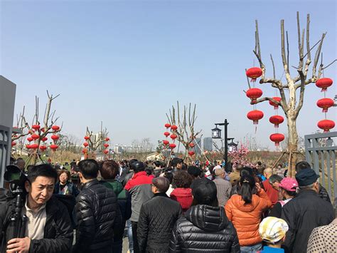 2024莘庄梅园在莘庄地铁和外环路地铁中间，地铁站走过去10几分钟，附近也没有公交车，停车也不大方便。_莘庄梅园-评论-去哪儿攻略