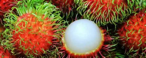 红色带毛的水果叫什么 红毛丹水果介绍_知秀网