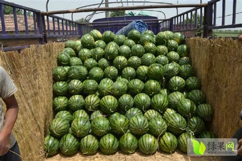 端午临近蒲城西瓜价格上涨 - 水果行情 - 绿果网
