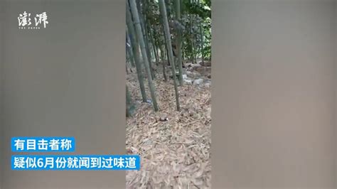 湖南益阳流源桥附近树林中发现尸体：已成白骨，目击者称6月就闻到过味道_手机新浪网
