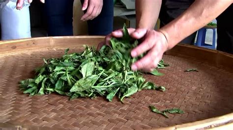 茶叶怎么制作-茶叶的制作过程是怎样的？