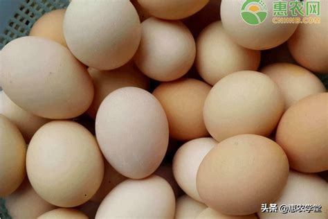 鸡蛋一个多少钱（今日鸡蛋价格多少钱一斤） - 羊城网