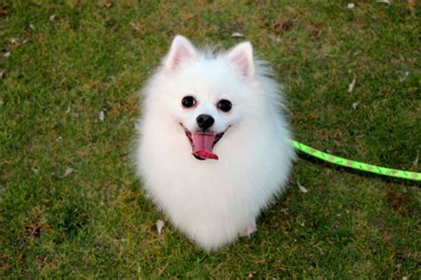 世界十大最漂亮的小型犬-博美上榜(非常招人喜欢)-排行榜123网