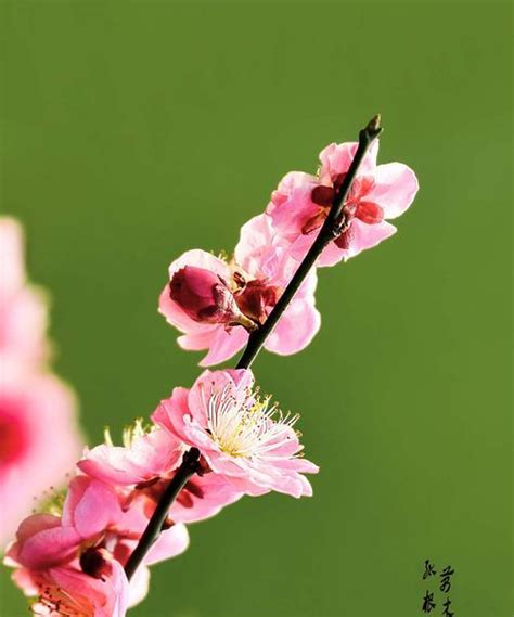 梅花的花语及其生长习性-168鲜花速递网