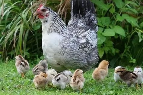 母鸡初次下蛋前征兆-农百科