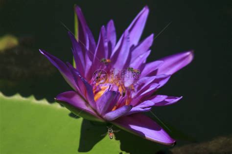 紫莲花朵开得漂亮还有小蜜蜂花蜜吸露高清图片下载-正版图片505750148-摄图网