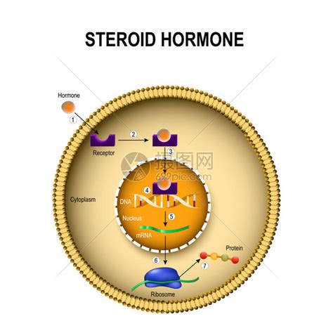 类固醇激素如何起作用激素与细胞内受体的相互作用人体内插画图片下载-正版图片402337323-摄图网