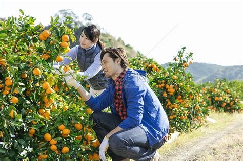 在柑橘种植园采摘柑橘的情侣高清图片下载-正版图片502068644-摄图网