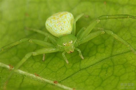 怎样判断蜘蛛有无毒性，在中国常见的蜘蛛中有没有比较危险的物种？ - 知乎