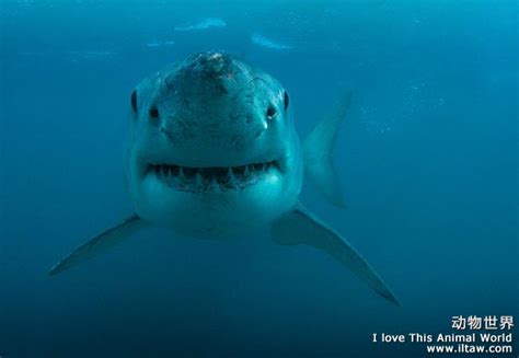 大白鲨(Jaws)-电影-腾讯视频