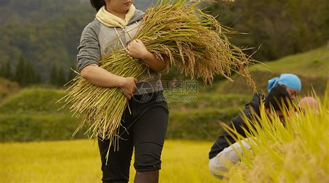 田间劳作的农民们高清图片下载-正版图片502049881-摄图网